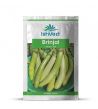 Brinjal IVBJH-371 10 grams